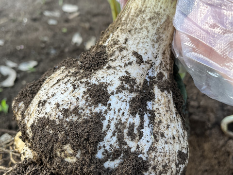 バラ 生にんにく (3kg) 掘りたて
