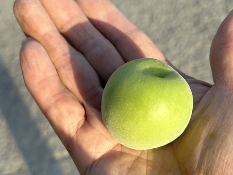 南高梅3Ｌサイズ5kg(梅干し、シロップ、ジャム等用)