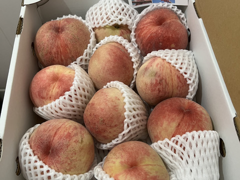 白鳳　夏の桃の定番　ご好評販売中の早生品種　家庭専用・訳あり　2.8キロ前後　12から13個入り