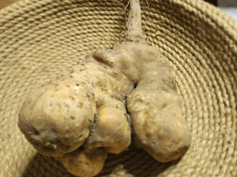 【大豊作】粘りが強く味が濃い大和芋　
畑で冬を越して味が濃くなっています
5kg
