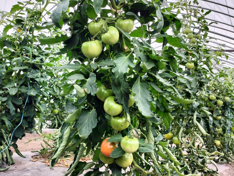 トマト 木生りで赤熟！コク深い旨み＜2800g＞