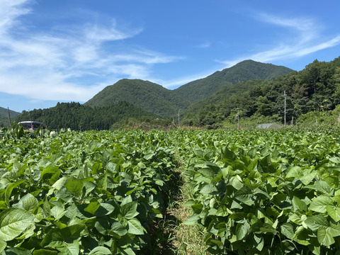 【予約】１０月上旬発送 黒豆の本場 丹波篠山黒枝豆1kg