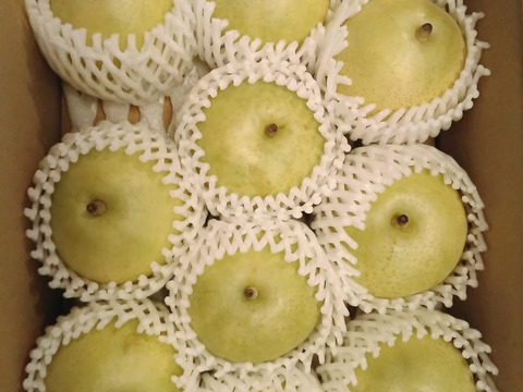 鳥取産★朝採れ二十世紀梨★3kg(7～9玉入り)