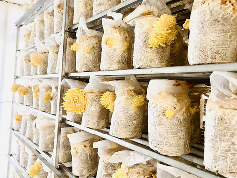 栄養価の高い！夏のきのこセット(3種類)