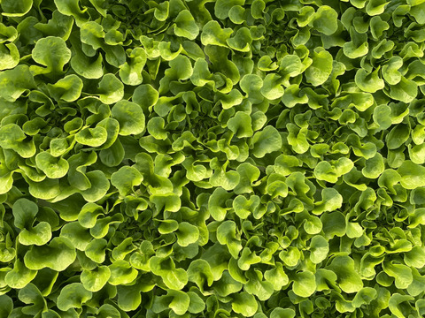 シェフ御用達！料理に使いやすいサラノバレタス4種ミックス（業務用簡易包装 10～12株）1㎏