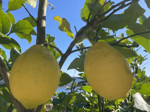 【KUMANO LEMON】リスボンレモン 3kg(18個〜24個)
⭐︎採れたて直送⭐︎