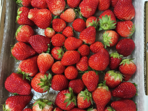 生の風味をお届け。気にしない方限定🍓バラ詰苺BOX（約1000g）大きさ形が不揃いです