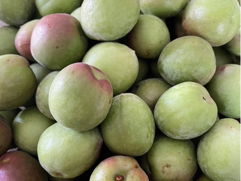 【特別栽培】紀州南高梅　青梅（訳あり）3kg