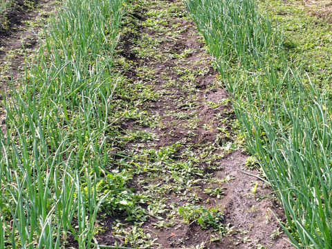 今が最高に美味しいサラダ玉ねぎ　3キロ