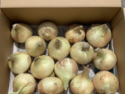【産直通販】香川県産☆煮たり焼いたり料理の定番アイテム！新玉ねぎ（3kg）