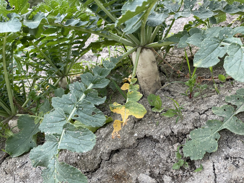 【自然栽培】大根（だいこん）2㎏（農薬・肥料不使用）