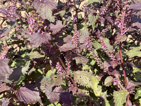 しその実　穂しそ　赤　農薬不使用