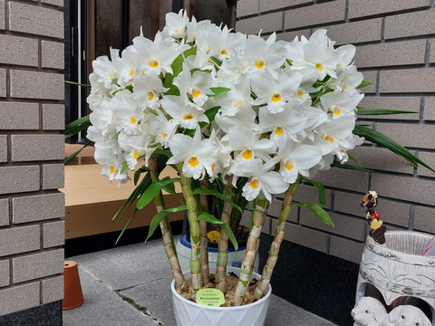 【母の日ギフト】今季初登場!!愛知県育成品種“フォーミディブル愛燦々”6本立