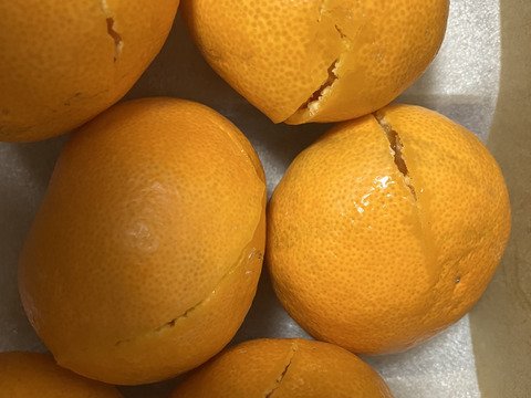 【贅沢食べ比べセット】暁みかん×まどんな【ゲン担ぎ福袋】