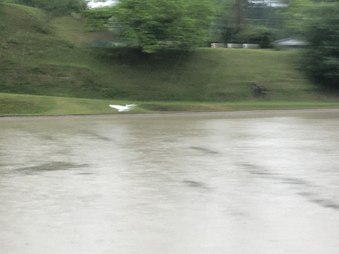 【県知事賞受賞】有馬温泉の麓産 新米コシヒカリ(白米)5kg ホタルの生息する場所です🏞️ 兵庫県産コシヒカリ《9月末頃〜発送🚛³₃》【令和7年新米】