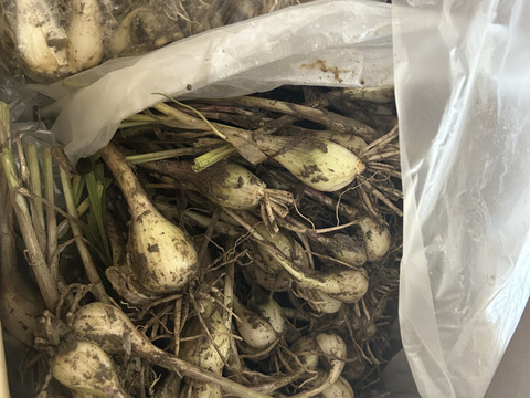 たまねぎ　肥料農薬不使用、固定種 送料500円OFF!