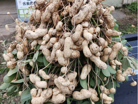 【有機JAS認証】兵庫県産　丹波ささやま「土付き落花生1ｋｇ」