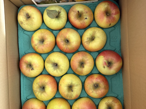 食べた時の甘みが病みつきになる！家庭用ぐんま名月5kg