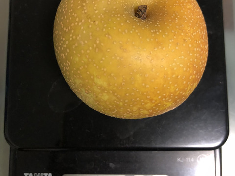【幸水】ミニサイズ梨を格安で🍐【家庭用】約3.5Kg