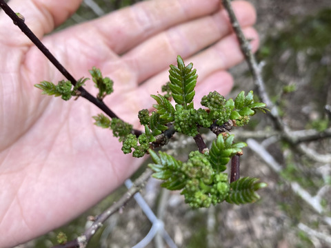 花山椒　50グラム　京都産　天然