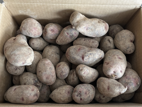 【訳あり】北海道産グランドペチカ10キロ