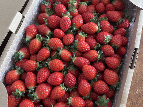 ⑲真心農園  べにたま  バラ詰め870g×１箱（粒の大きさ・果形 混在）TCBNBR1B