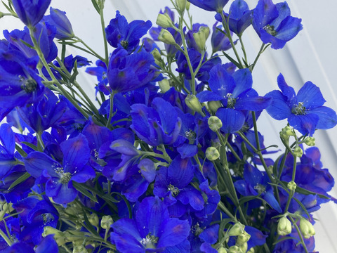 【もうすぐ販売終了】仏花にも◎1度で4回楽しめるお花♪規格外品デルフィニウム　青色　20本　農カード付
