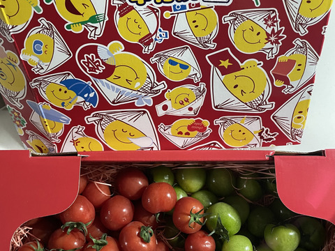 Ⓧ1.2kg《春だ！旬だ！プチぷよだ！》プチぷよ＆プチぷよグリーン《春の陣》