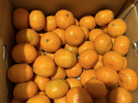 【食べチョクで１番売れてるみかんです！】夕やけみかん（5㎏）小玉（圧倒的人気のみかんです！）