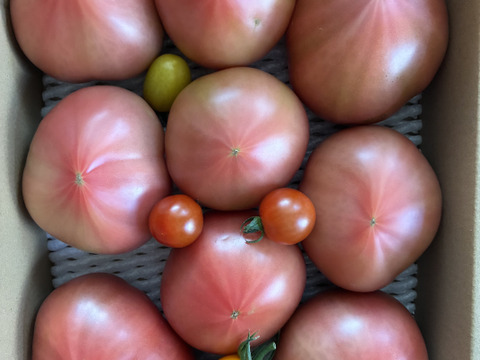 【 100％純トマト🍅】【雪ちゃんトマト】桃太郎トマト（2キロ箱満杯詰め）