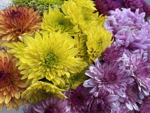 【訳あり⠀】葉っぱなしスプレーマム10本セット