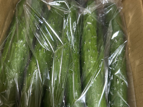 朝採り！信州産きゅうりA品1kg
