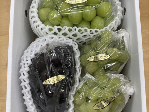 シャイン系3種詰合計1.7キロ　マスカットノワール、マスカサーティーン、シャイン