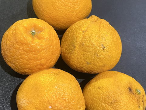 訳あり 不知火(デコポン)同品種2kg