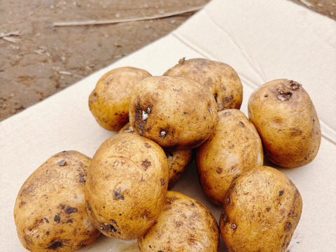 【味が濃い！】夏を越して味がぎゅっと詰まったジャガイモ・男爵★3kg【農薬も化学肥料不使用】