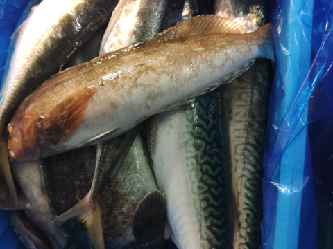箱いっぱい！深浦の天然鮮魚セット（80サイズ）【母の日ギフト】などにもどうぞ！