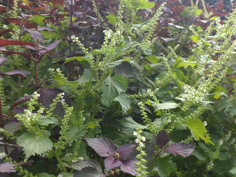 青紫蘇の葉 （大葉）25cm程の枝葉、15本以上のお届け🌿青ジソ 青じそ 青しそ アオジソ アオシソ🌿※写真は実が付いていますが今の時期は葉のみ