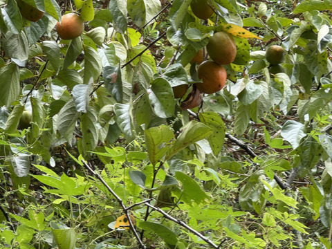【期間限定　自然農法の恵み】大ぶりのどっしりした　干し柿用蜂屋柿はちや柿　18個以上お届け　
サービスで季節の野菜をお入れしてお届けいたします