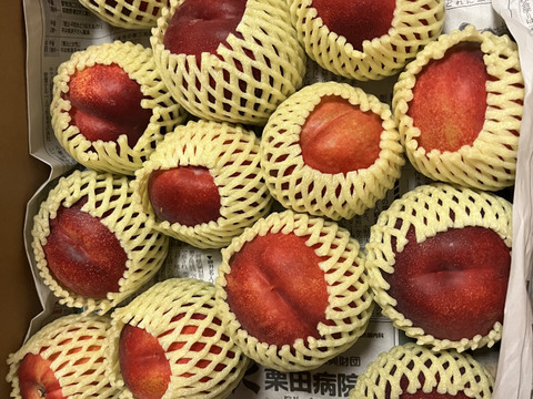 ネクタリン【品種おまかせ】家庭用(訳あり)約2.5kg 丸かじりできる