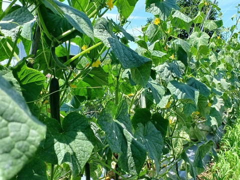 猛暑！体に潤いを！きゅうり20本＆クリ－ムピーマン15個
～農薬/化学肥料・不使用