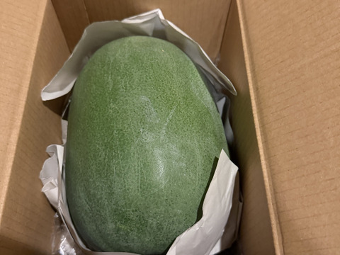 ＜うんまい！＞とうがん【１.８ｋｇ】