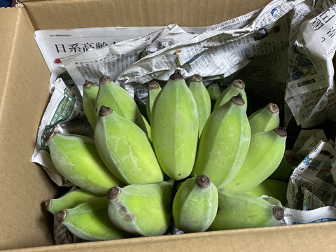 ナムワ系バナナ 2.5kg〔自然栽培〕