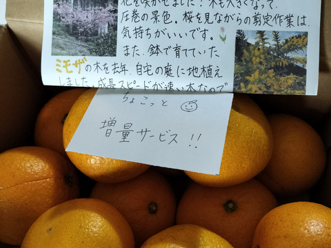 木なり八朔【SM混合】3.5kg（箱込)