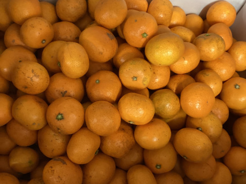 祝！！合格ワンコイン石地みかん小さ目１．５kg　自家用訳ありですが今食べてほしいたべごろに仕上げ　石積み潮風段々畑のいしじみかん