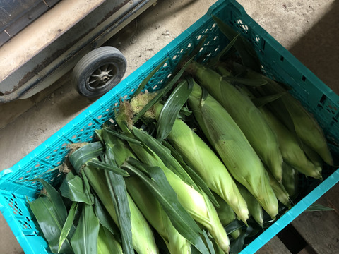 《北海道産》採れたて！とうもろこし6本(L.2L混合)