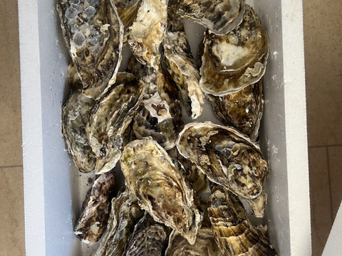 【10％OFF設定中】生食用２ｋｇ 殻付き 牡蠣 （14~30粒）牡蠣 殻付き牡蠣 殻付き牡蛎 牡蛎 kaki かき カキ 松島牡蠣屋 BBQに貝類 海産物 オイスターoyster