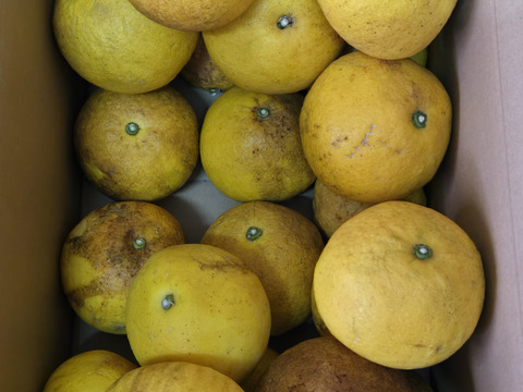 ★訳あり柑橘　完全自然栽培品　文旦　20個～ 5k～