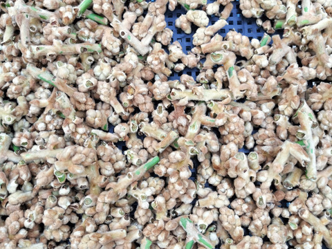 皇室献上で有名な房州産びわの花 (つぼみ)（乾燥）50g