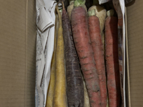【4色】カラフルにんじん1.5kg(10-14本程度)【葉なし・土付き】