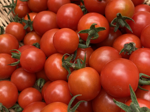 キラキラ光る宝石のようなミニトマト！【大分県産】サンチェリーピュア1kg